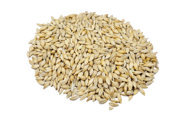 Premium Quality Feed Barley